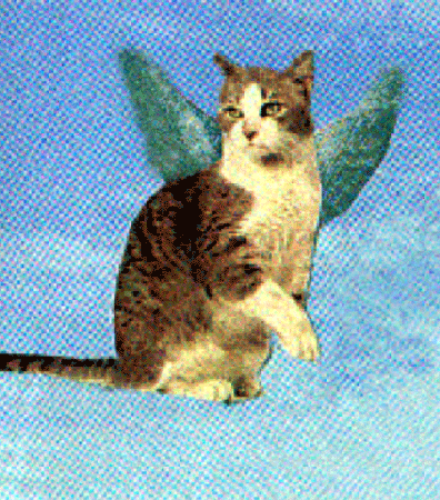 Angel Cat Collage