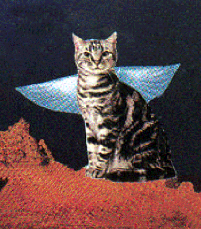 Moon Cat Collage